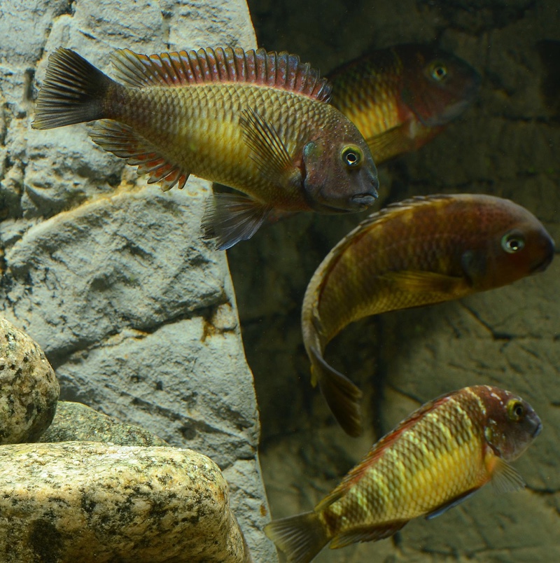 Tropheus moorii 'Kasanga'
